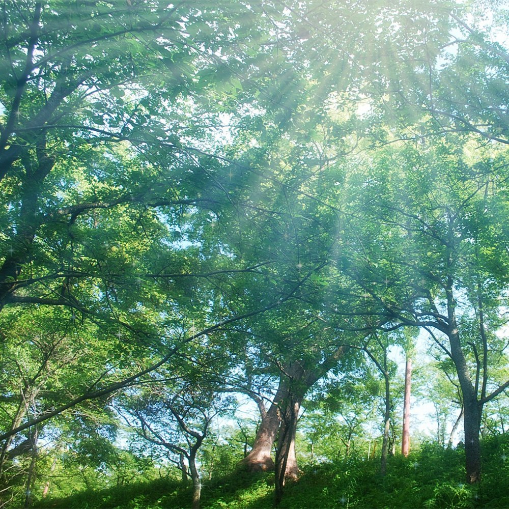 樹木 trees